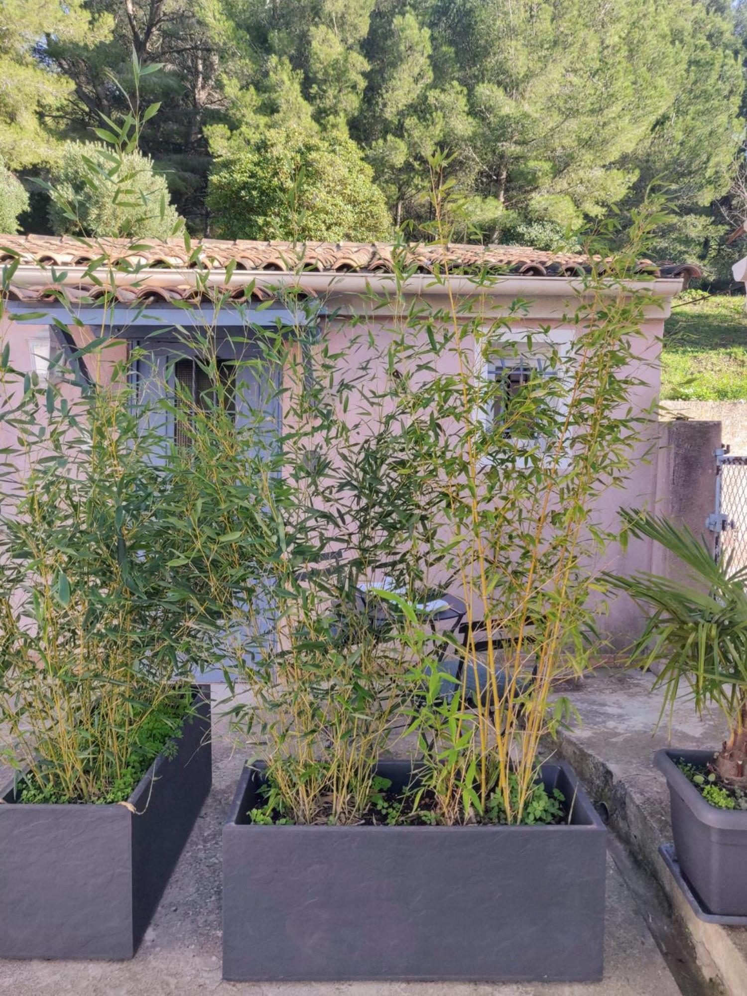 Apartamento La Nina - A 5 Min De Cassis Roquefort-la-Bédoule Exterior foto